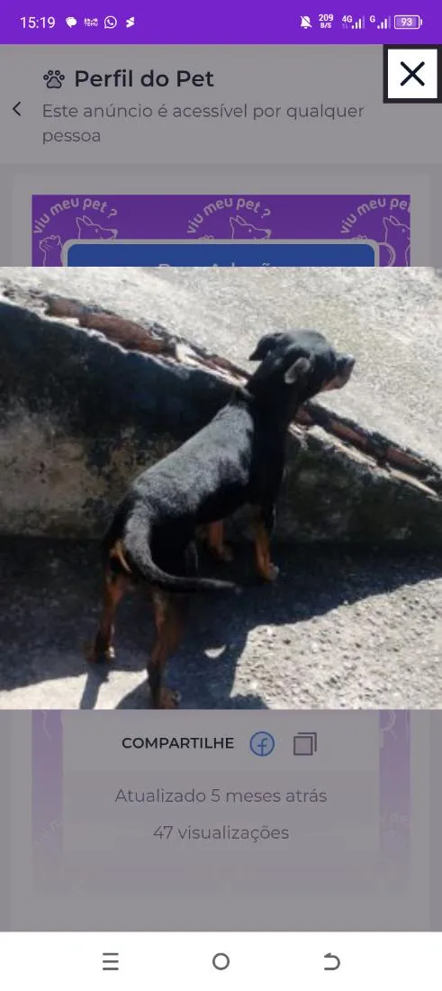Cachorro raça Pit-Bull idade 2 anos nome Spayck