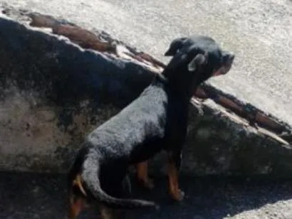 Cachorro raça Pit-Bull idade 2 anos nome Spayck