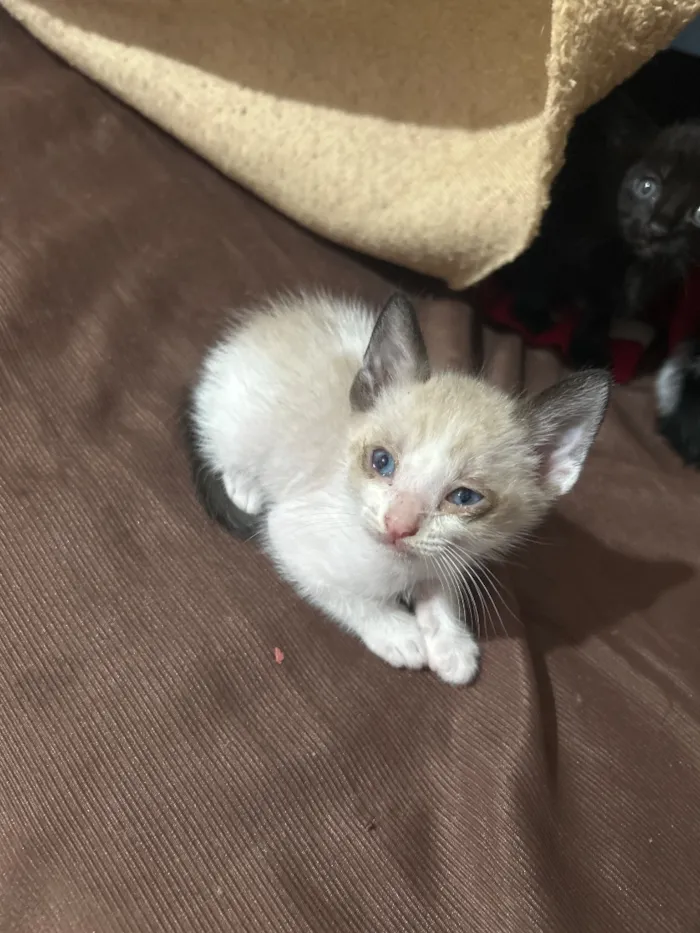 Gato raça SRD-ViraLata idade Abaixo de 2 meses nome Não tem nome, apenas um filhote ainda 