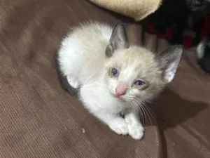 Gato raça SRD-ViraLata idade Abaixo de 2 meses nome Não tem nome, apenas um filhote ainda 