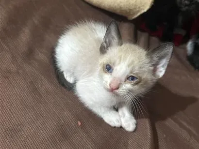 Gato raça SRD-ViraLata idade Abaixo de 2 meses nome Não tem nome, apenas um filhote ainda 