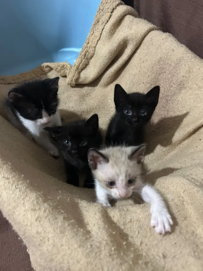 Gato raça Siamês idade Abaixo de 2 meses nome A siamês se chama (MIA) e os filhotes estão sem nomes, pois serão todos doados 