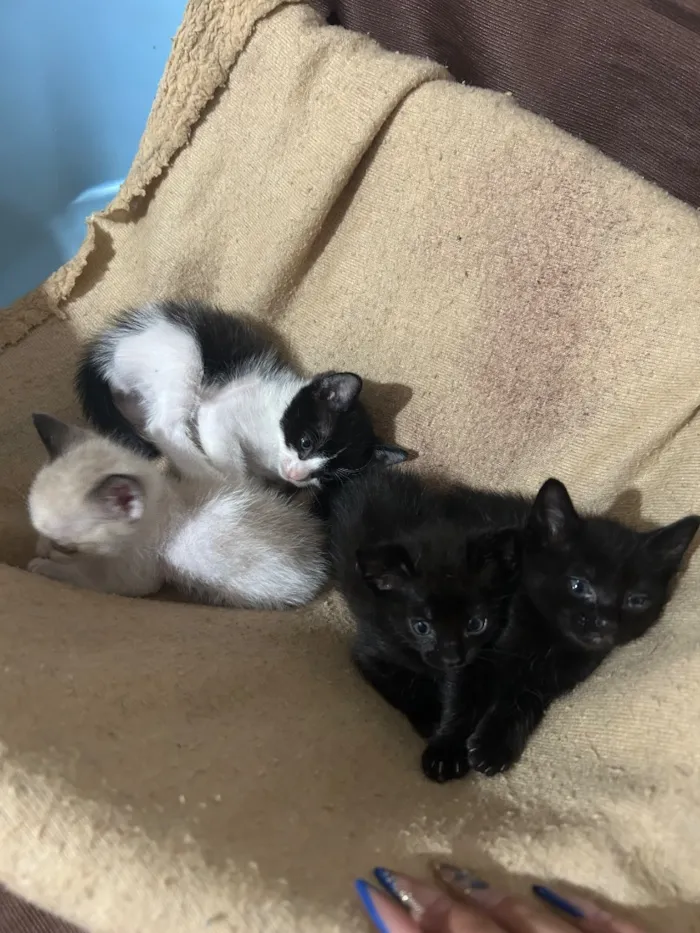 Gato raça Siamês idade Abaixo de 2 meses nome A siamês se chama (MIA) e os filhotes estão sem nomes, pois serão todos doados 