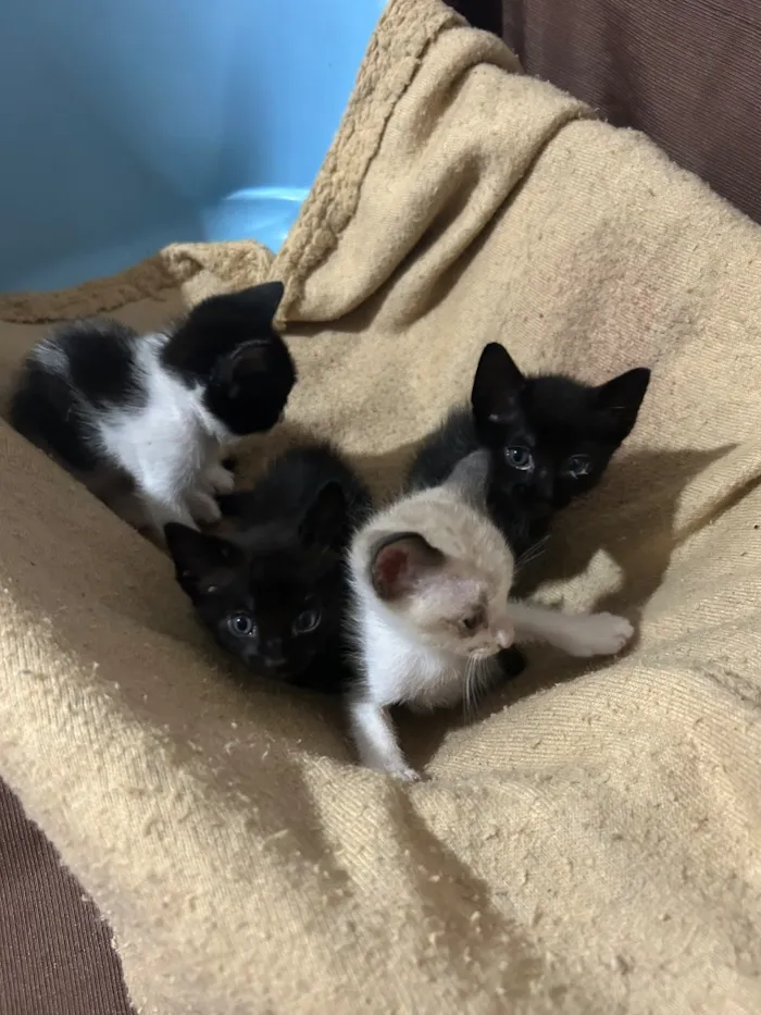Gato raça Siamês idade Abaixo de 2 meses nome A siamês se chama (MIA) e os filhotes estão sem nomes, pois serão todos doados 