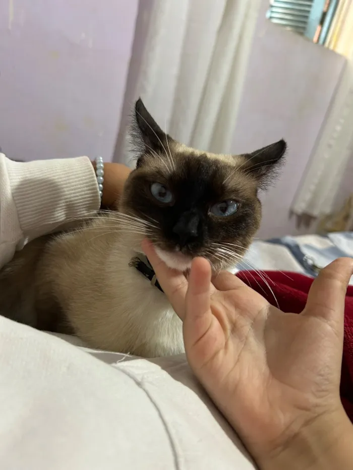 Gato raça Siamês idade Abaixo de 2 meses nome A siamês se chama (MIA) e os filhotes estão sem nomes, pois serão todos doados 