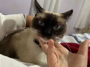 Gato raça Siamês idade Abaixo de 2 meses nome A siamês se chama (MIA) e os filhotes estão sem nomes, pois serão todos doados 