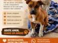 Beethoven, Pretinha