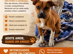 Cachorro raça SRD-ViraLata idade 1 ano nome Beethoven, Pretinha