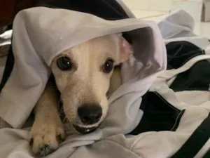 Cachorro raça SRD-ViraLata idade 1 ano nome Berlim