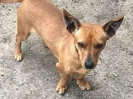 Cachorro raça SRD-ViraLata idade 1 ano nome Lua