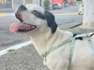Cachorro raça SRD-ViraLata idade 1 ano nome Spayk