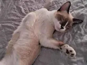 Gato raça Siamês idade 2 a 6 meses nome faísca 