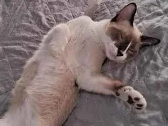 Gato raça Siamês idade 2 a 6 meses nome faísca 