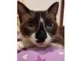 Branca