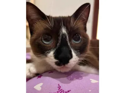 Gato raça SRD-ViraLata idade 2 a 6 meses nome Branca