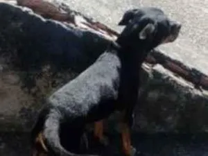 Cachorro raça Pit-Bull idade 2 anos nome Spayck