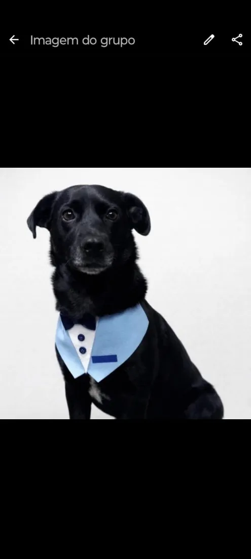 Cachorro raça SRD-ViraLata idade 3 anos nome Negão