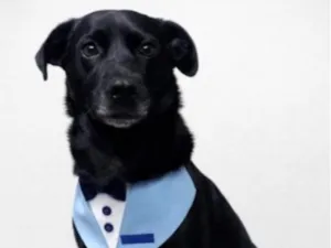 Cachorro raça SRD-ViraLata idade 3 anos nome Negão