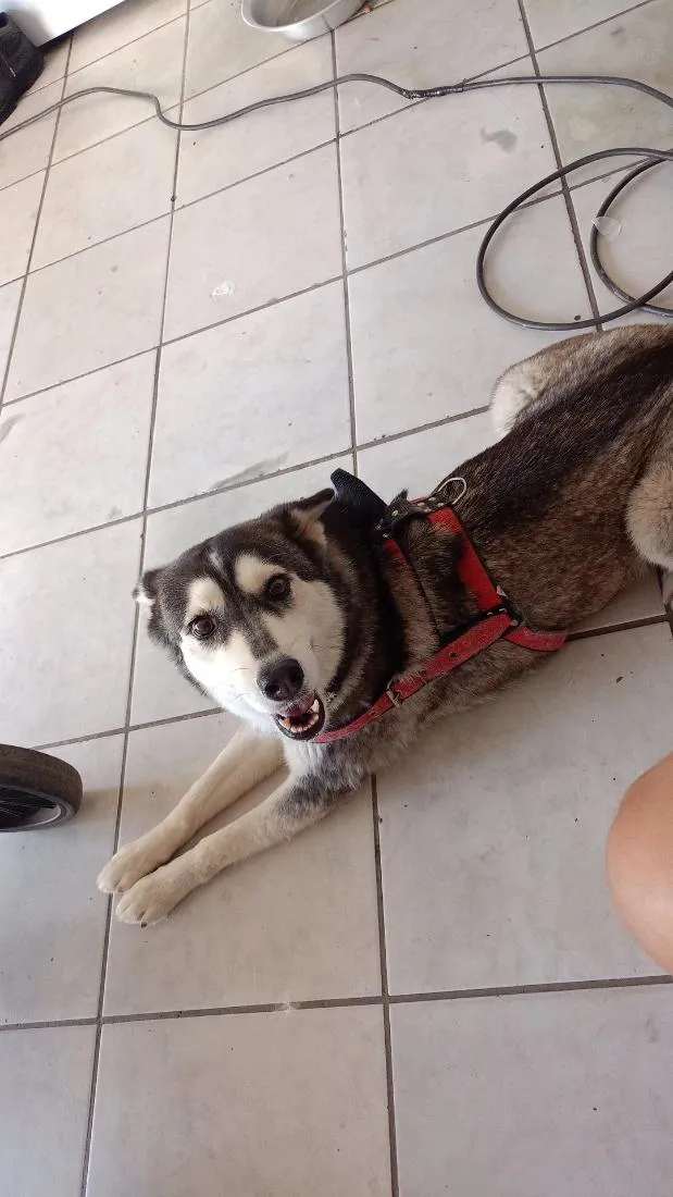 Cachorro raça SRD-ViraLata idade 2 anos nome Luna