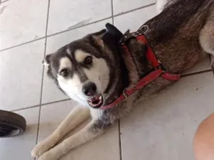 Cachorro raça SRD-ViraLata idade 2 anos nome Luna