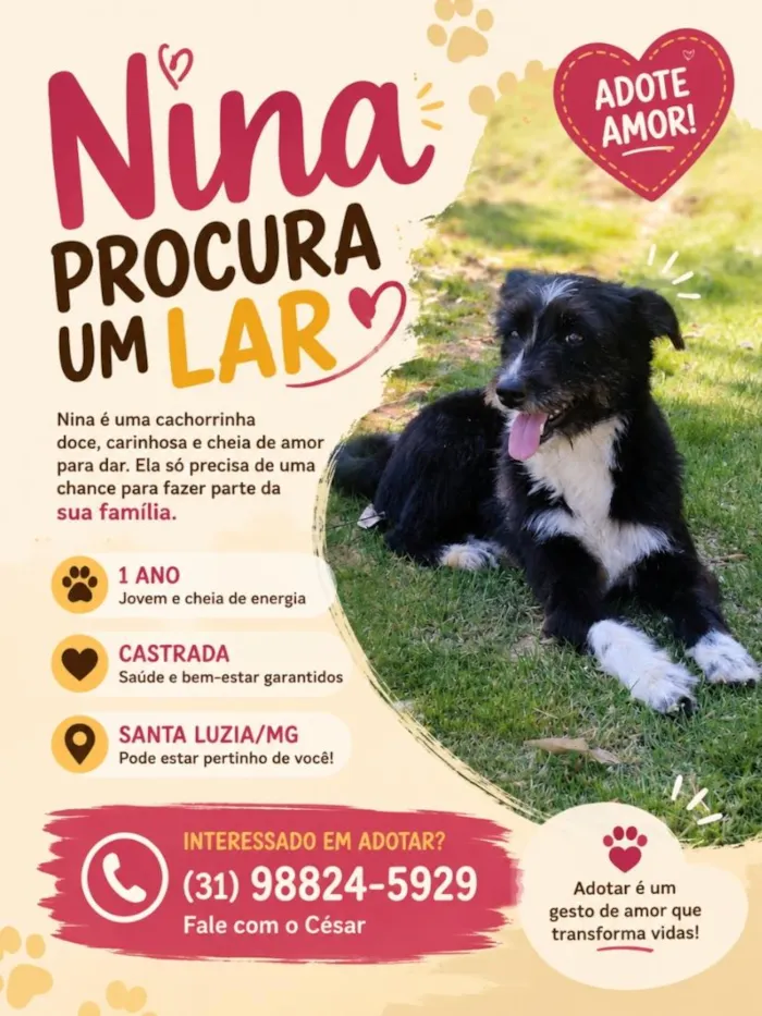Cachorro raça SRD-ViraLata idade 1 ano nome Nina