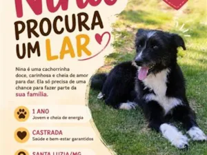 Cachorro raça SRD-ViraLata idade 1 ano nome Nina