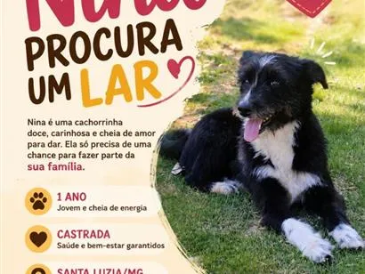 Cachorro raça SRD-ViraLata idade 1 ano nome Nina