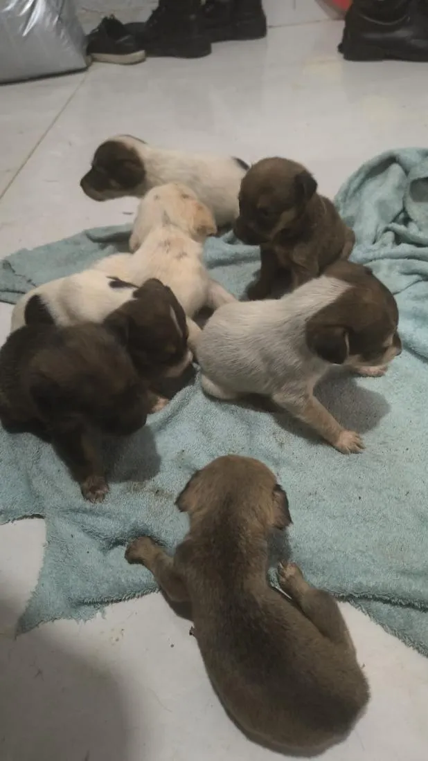Cachorro raça SRD-ViraLata idade Abaixo de 2 meses nome filhote