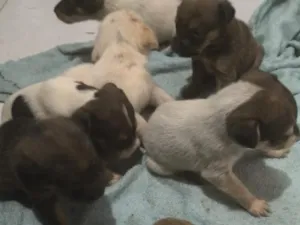 Cachorro raça SRD-ViraLata idade Abaixo de 2 meses nome filhote