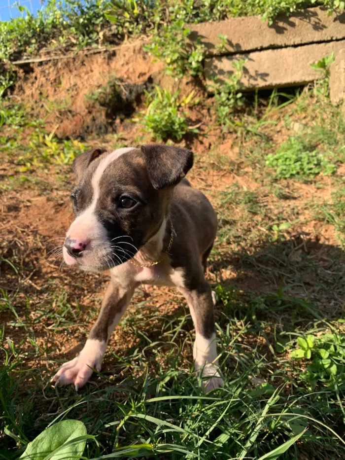 Cachorro raça Pit-Bull idade Abaixo de 2 meses nome Venom