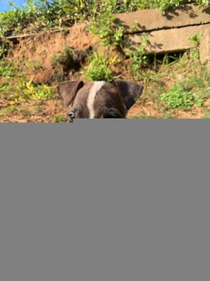 Cachorro raça Pit-Bull idade Abaixo de 2 meses nome Venom