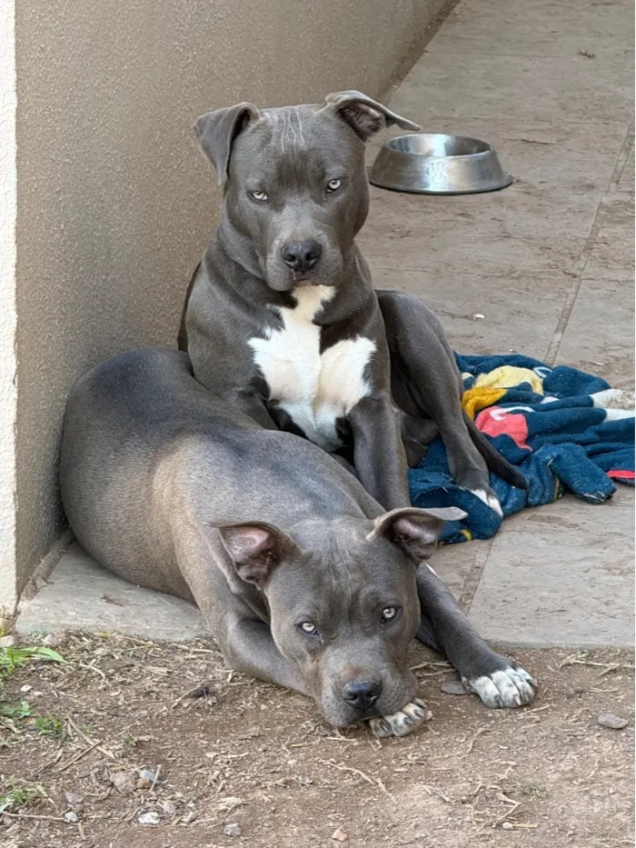 Cachorro raça American Staffordshire Terrier idade 7 a 11 meses nome Bhaskar e Alaska