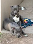 Bhaskar e Alaska