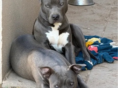 Cachorro raça American Staffordshire Terrier idade 7 a 11 meses nome Bhaskar e Alaska