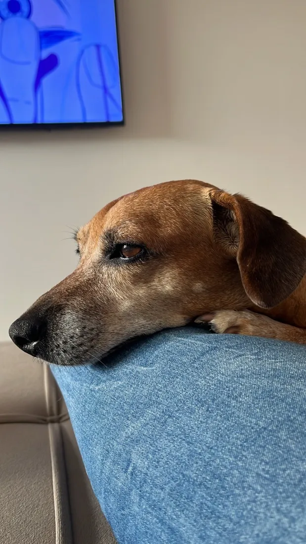 Cachorro raça SRD-ViraLata idade 6 ou mais anos nome Belinha