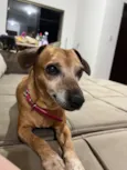 Belinha
