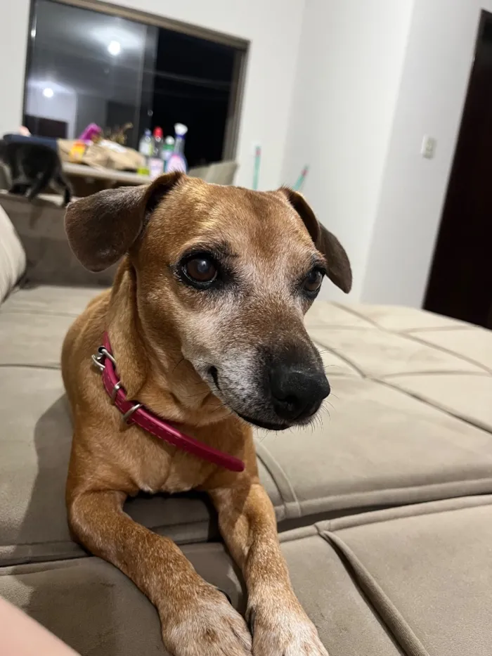 Cachorro raça SRD-ViraLata idade 6 ou mais anos nome Belinha
