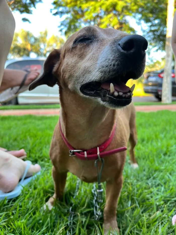 Cachorro raça SRD-ViraLata idade 6 ou mais anos nome Belinha