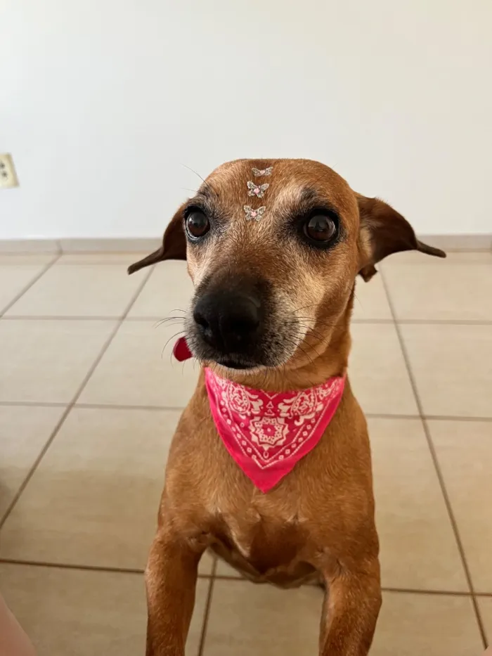 Cachorro raça SRD-ViraLata idade 6 ou mais anos nome Belinha
