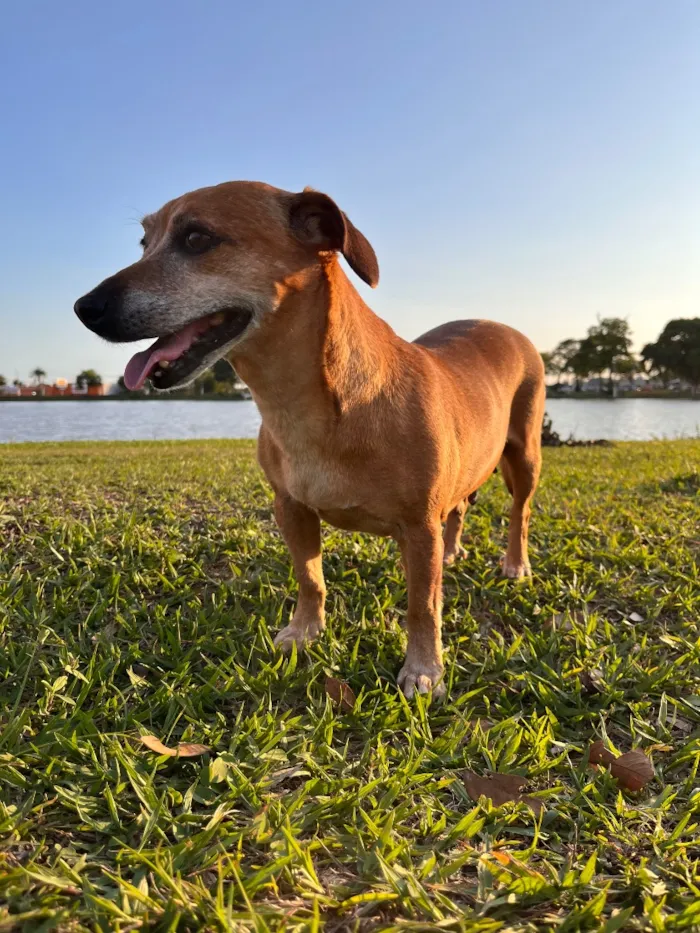 Cachorro raça SRD-ViraLata idade 6 ou mais anos nome Belinha