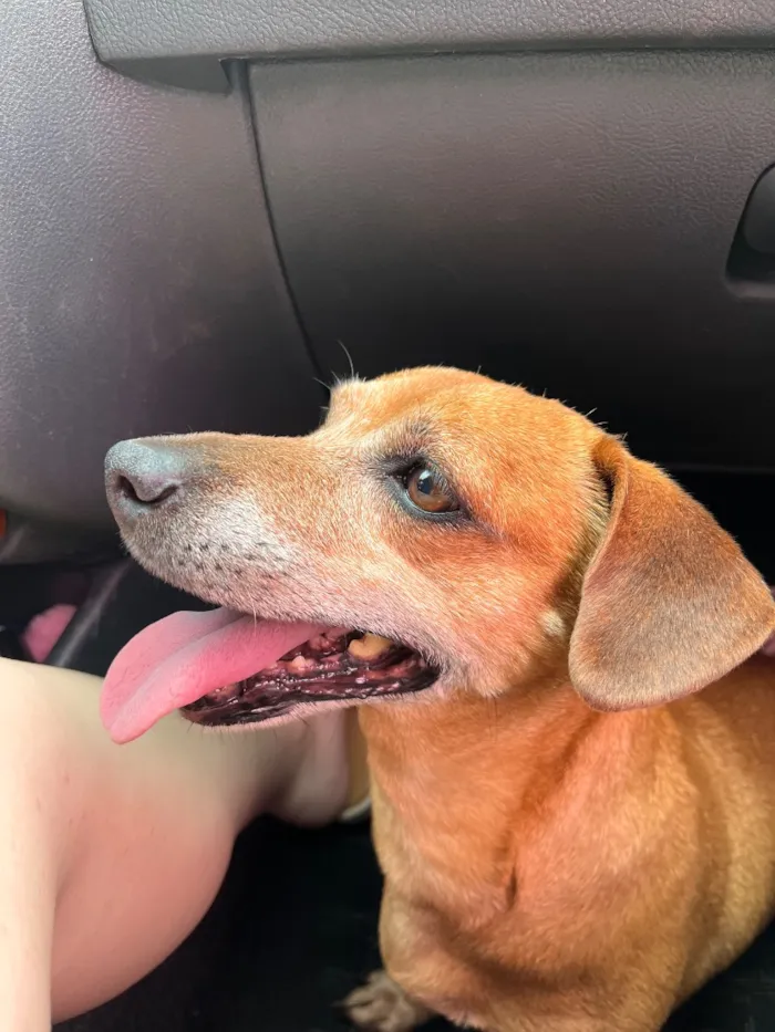 Cachorro raça SRD-ViraLata idade 6 ou mais anos nome Belinha
