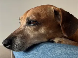 Cachorro raça SRD-ViraLata idade 6 ou mais anos nome Belinha
