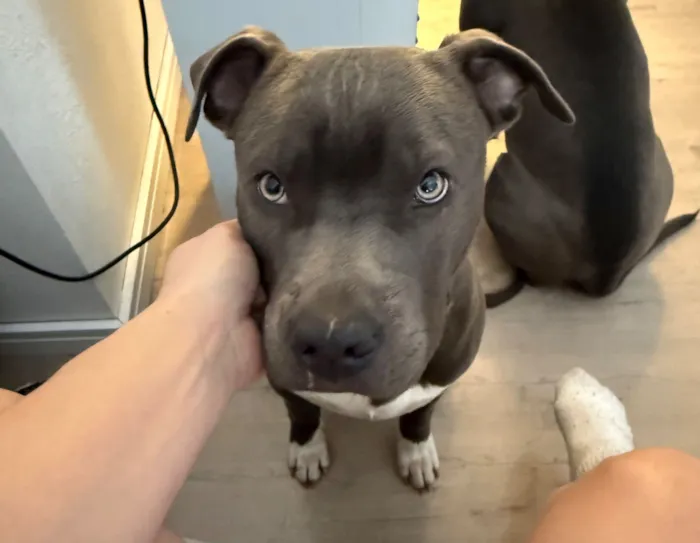 Cachorro raça American Staffordshire Terrier idade 7 a 11 meses nome Bhaskar e Alaska