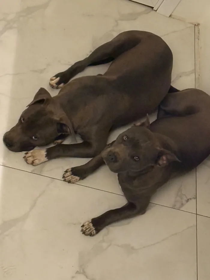Cachorro raça American Staffordshire Terrier idade 7 a 11 meses nome Bhaskar e Alaska