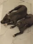 Bhaskar e Alaska