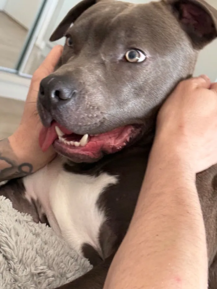 Cachorro raça American Staffordshire Terrier idade 7 a 11 meses nome Bhaskar e Alaska