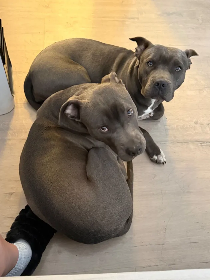 Cachorro raça American Staffordshire Terrier idade 7 a 11 meses nome Bhaskar e Alaska