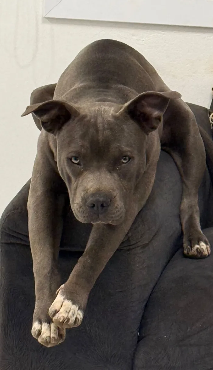 Cachorro raça American Staffordshire Terrier idade 7 a 11 meses nome Bhaskar e Alaska