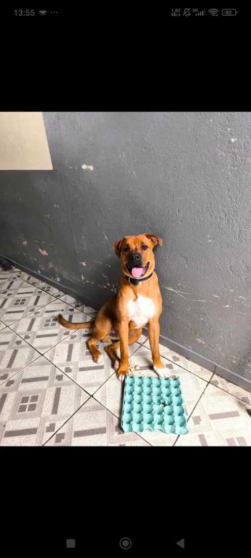 Cachorro raça SRD-ViraLata idade 7 a 11 meses nome Thor