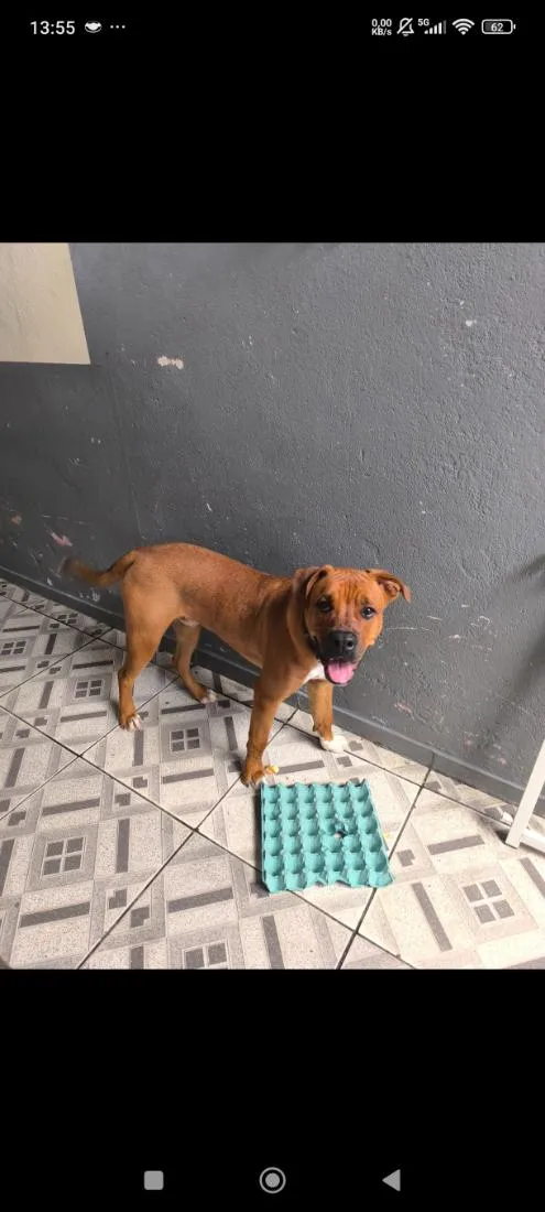 Cachorro raça SRD-ViraLata idade 7 a 11 meses nome Thor